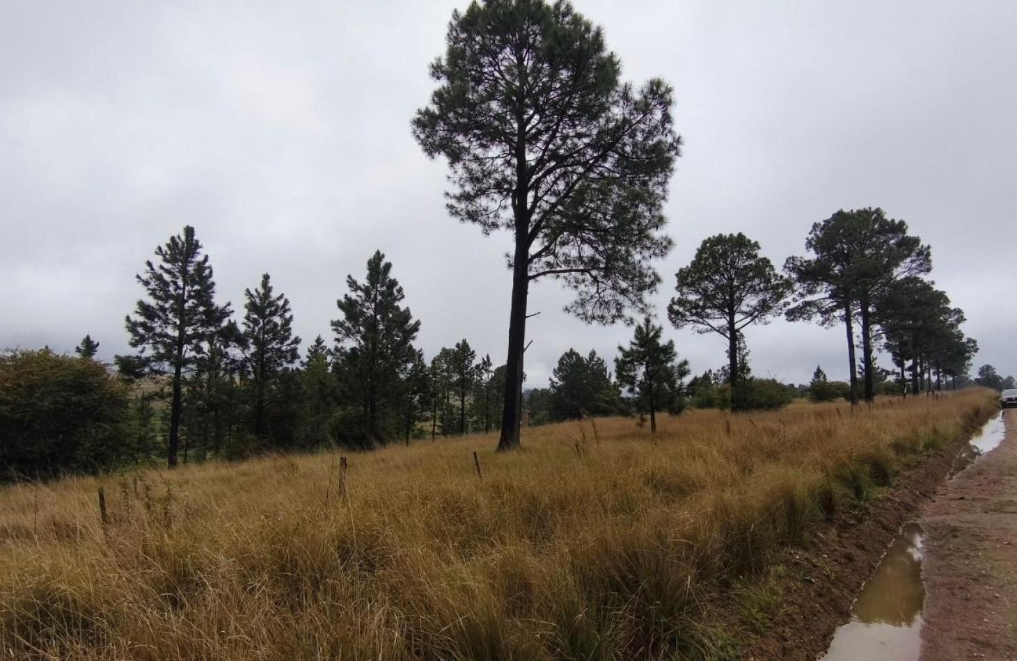 Foto de UNA HECTAREA EN VILLA BERNA - NATURALEZA, VISTAS Y TRANQUILIDAD, imagen 5