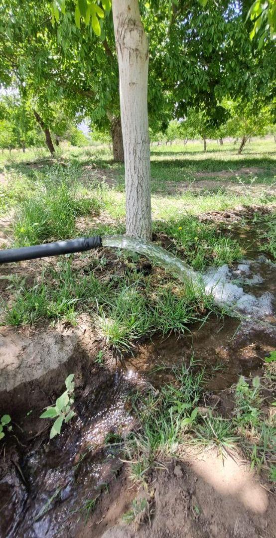 Foto de FINCA DE NOGALES - SAN BLAS DE LOS SAUCES - LA RIOJA, imagen 1