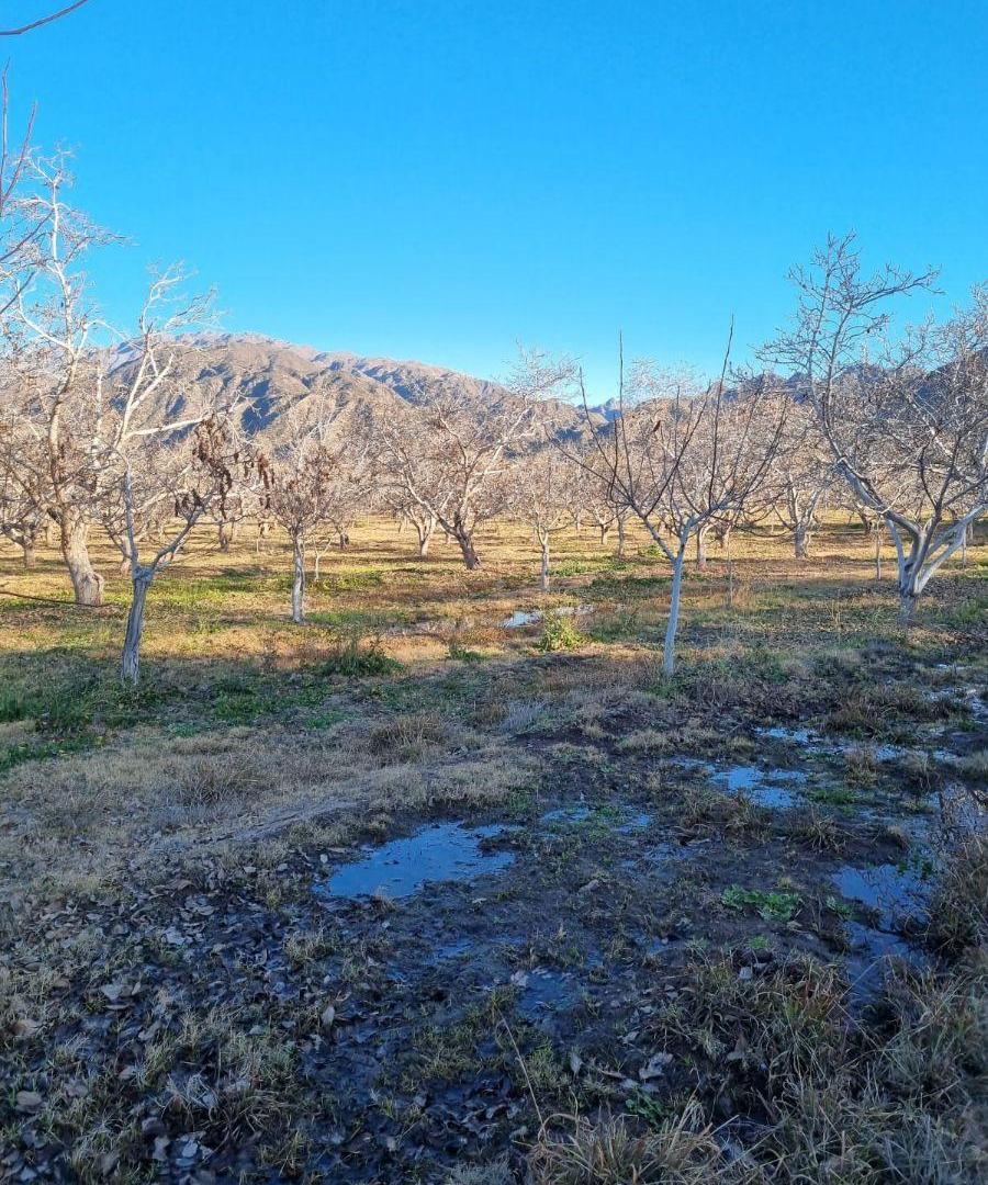 Foto de FINCA DE NOGALES - SAN BLAS DE LOS SAUCES - LA RIOJA, imagen 2