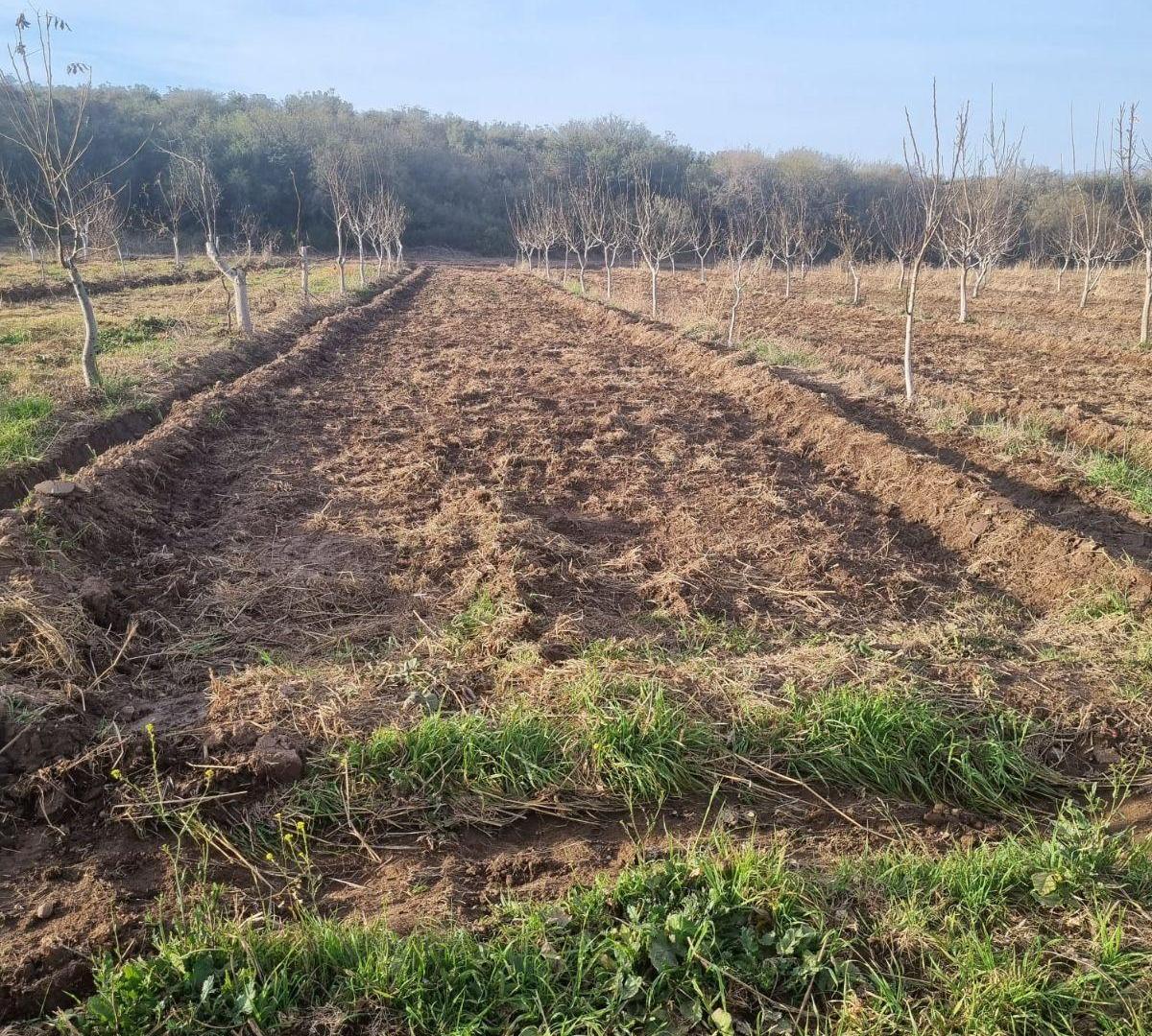 Foto de FINCA DE NOGALES - SAN BLAS DE LOS SAUCES - LA RIOJA, imagen 4