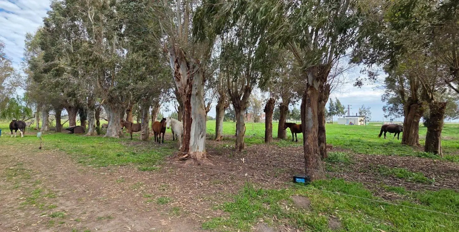 CAMPO EN VENTA SOBRE RUTA 2 CHASCOMUS 2
