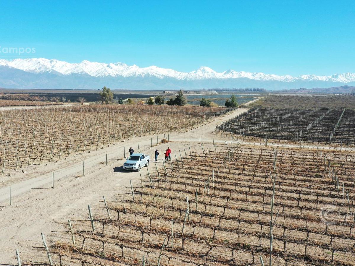 Se Vende Finca en Valle de Uco Mendoza. 300 Ha de Viñedo en Producción Unicas. Lo Mejor 4
