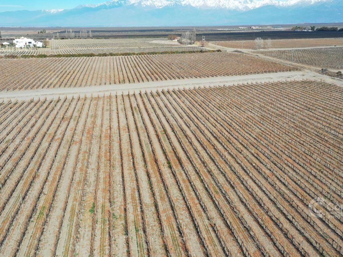 Se Vende Finca en Valle de Uco Mendoza. 300 Ha de Viñedo en Producción Unicas. Lo Mejor 5