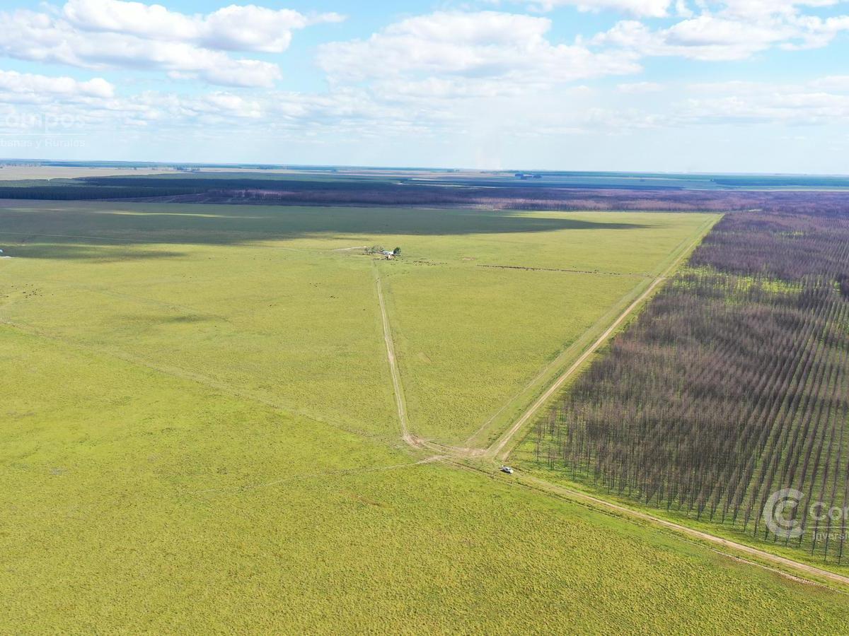 Se Vende Campo Forestal - Ganadero en Santo Tome con Agua y Alto. 3