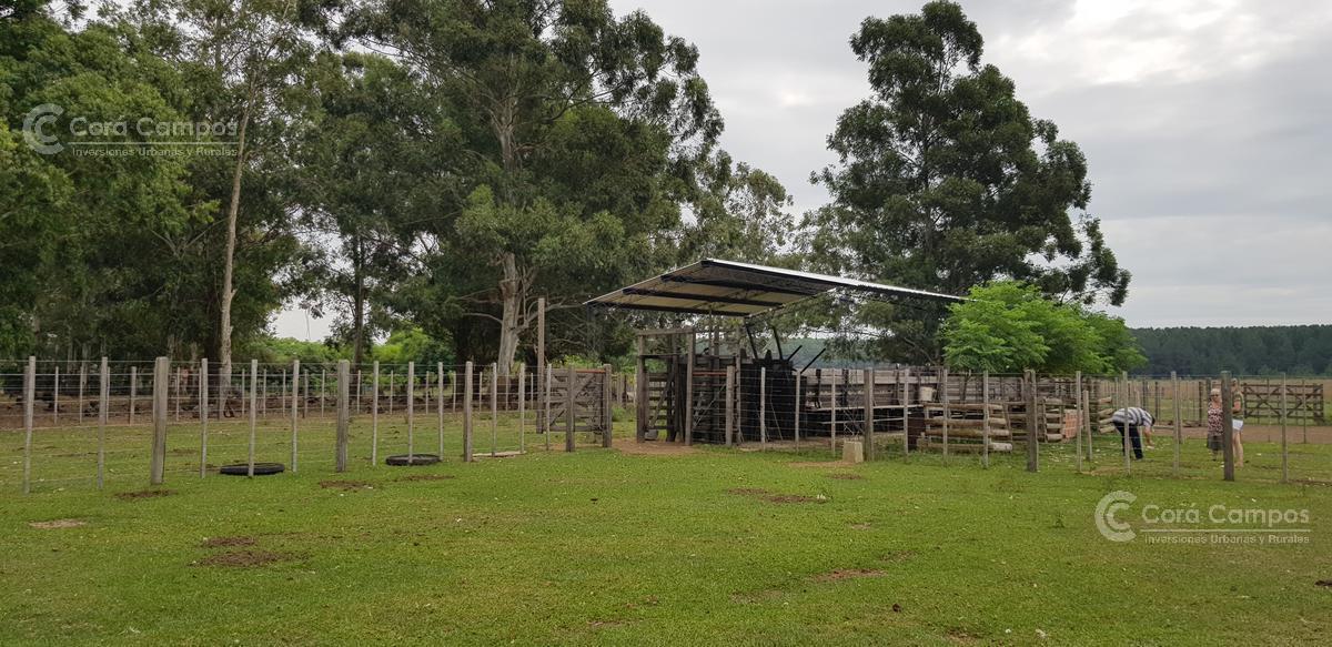Se Vende Campo Foresto - Ganadero de 885 Ha en Paraje Galarza. Iberá. Corrientes 5