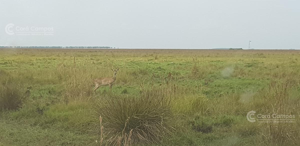 Se Vende Campo Foresto - Ganadero de 885 Ha en Paraje Galarza. Iberá. Corrientes 4