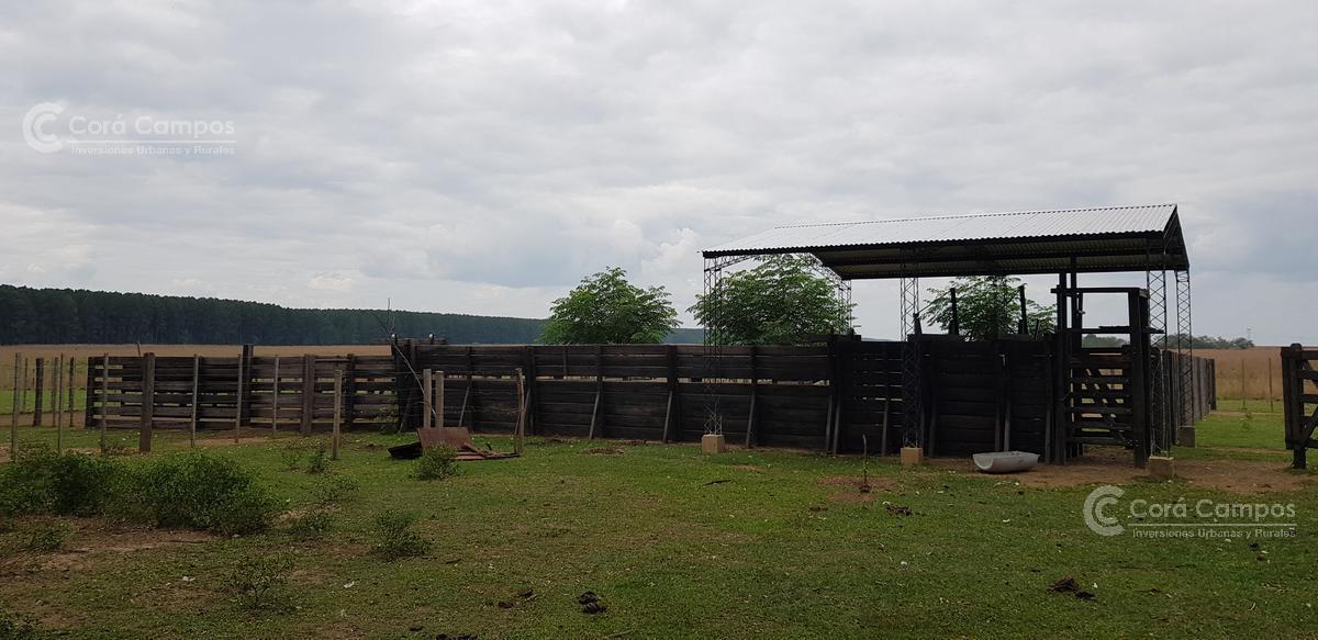 Se Vende Campo Foresto - Ganadero de 885 Ha en Paraje Galarza. Iberá. Corrientes 3