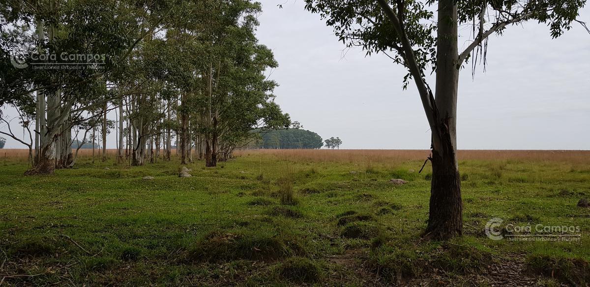 Se Vende Campo Sobre Los Esteros del Iberá. Paraje Galarza 4