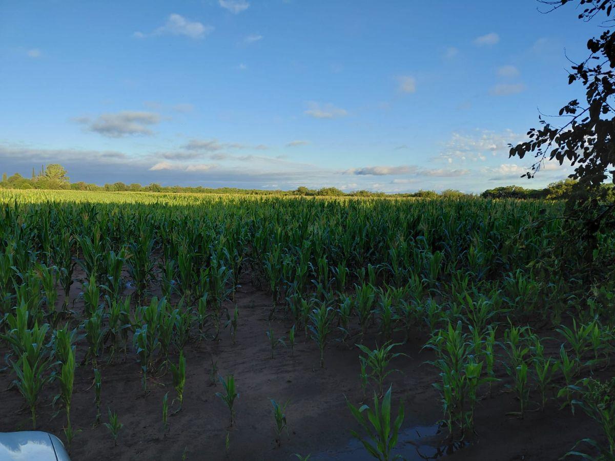 Campo de 29has en Venta Zona Colonia Tirolesa / Villa Esquiú