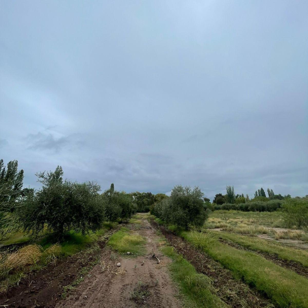 Realtyplus Vende Finca - Maza y Cruz Videla 5