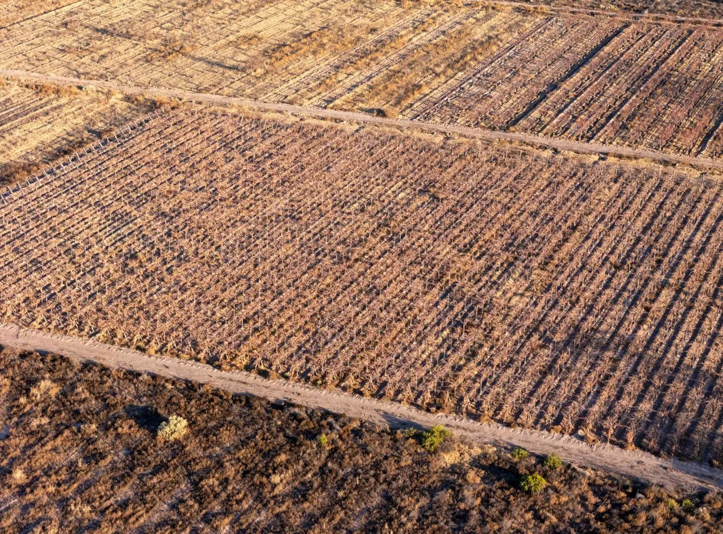 Venta Finca en producción en Gargantini, Rivadavia, Mendoza 5