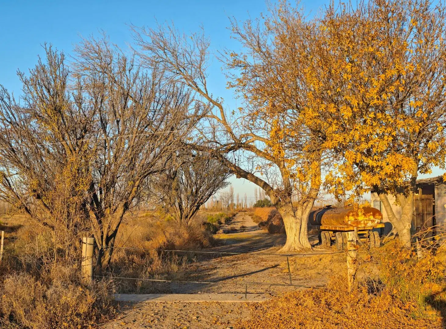 Venta Finca en producción en Gargantini, Rivadavia, Mendoza 2