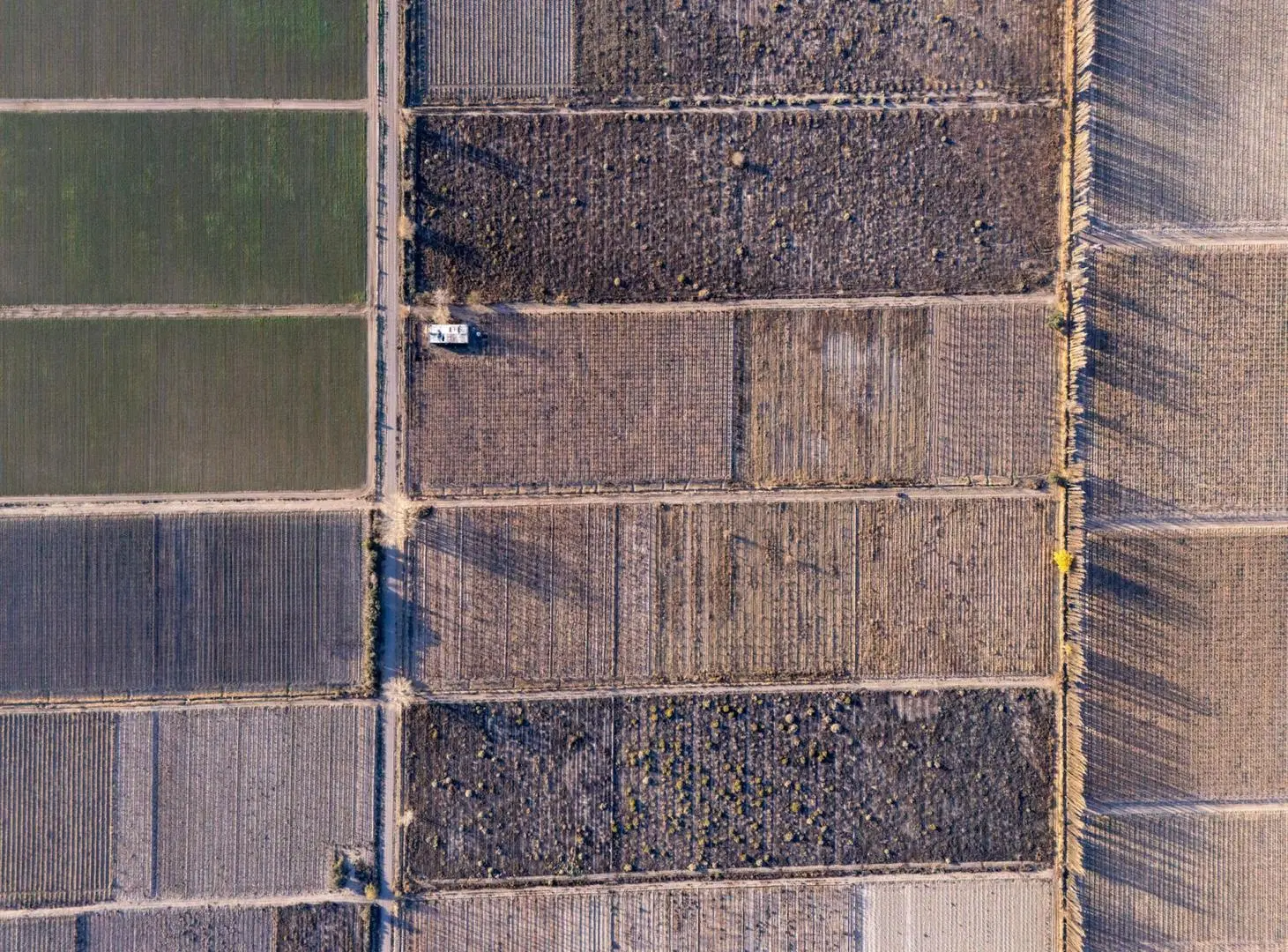 Venta Finca en producción en Gargantini, Rivadavia, Mendoza 4