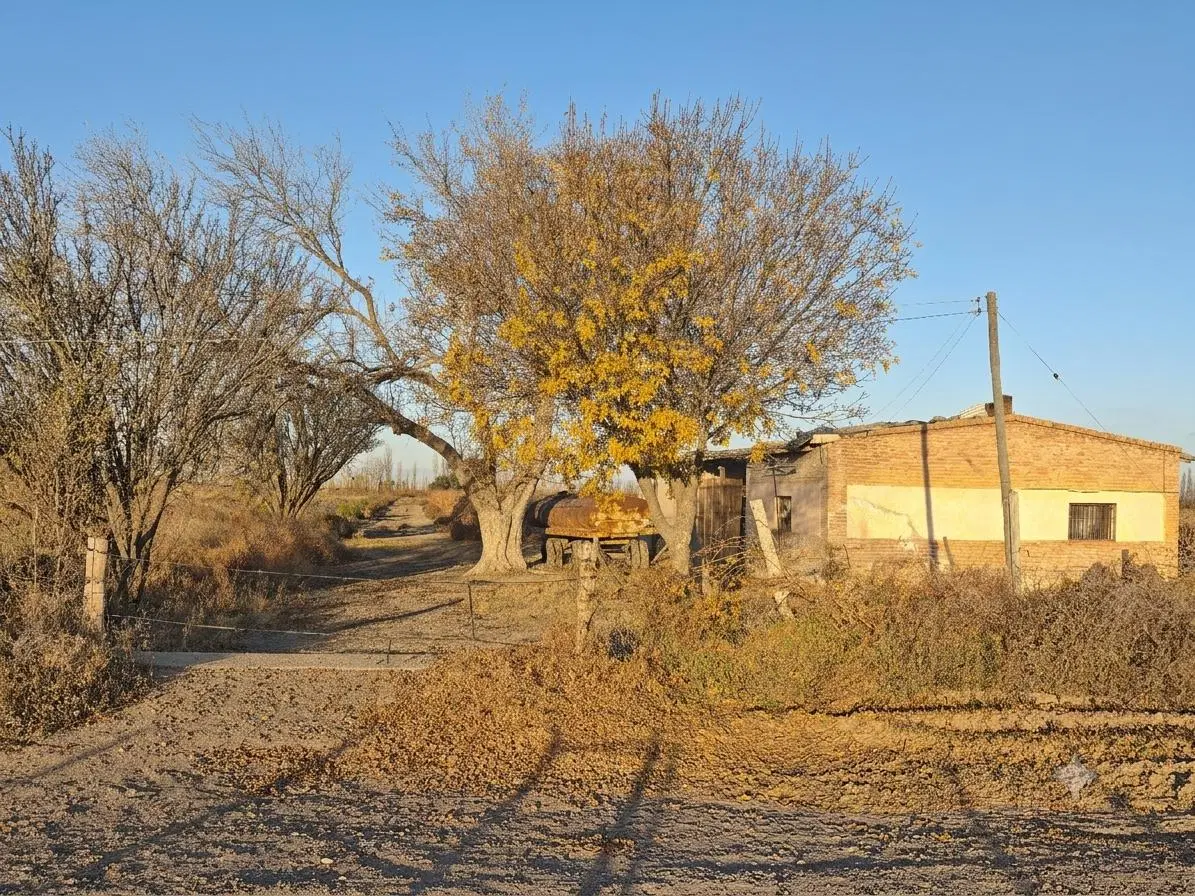 Venta Finca en producción en Gargantini, Rivadavia, Mendoza 3