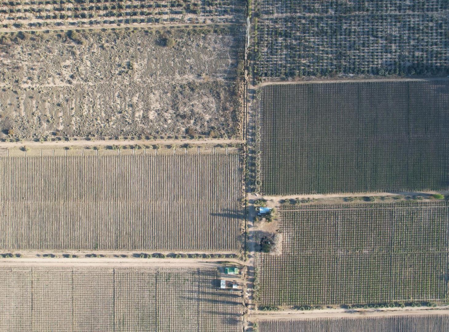 Foto de Finca vitivinícola en venta – La Libertad, Rivadavia, Mendoza, imagen 5