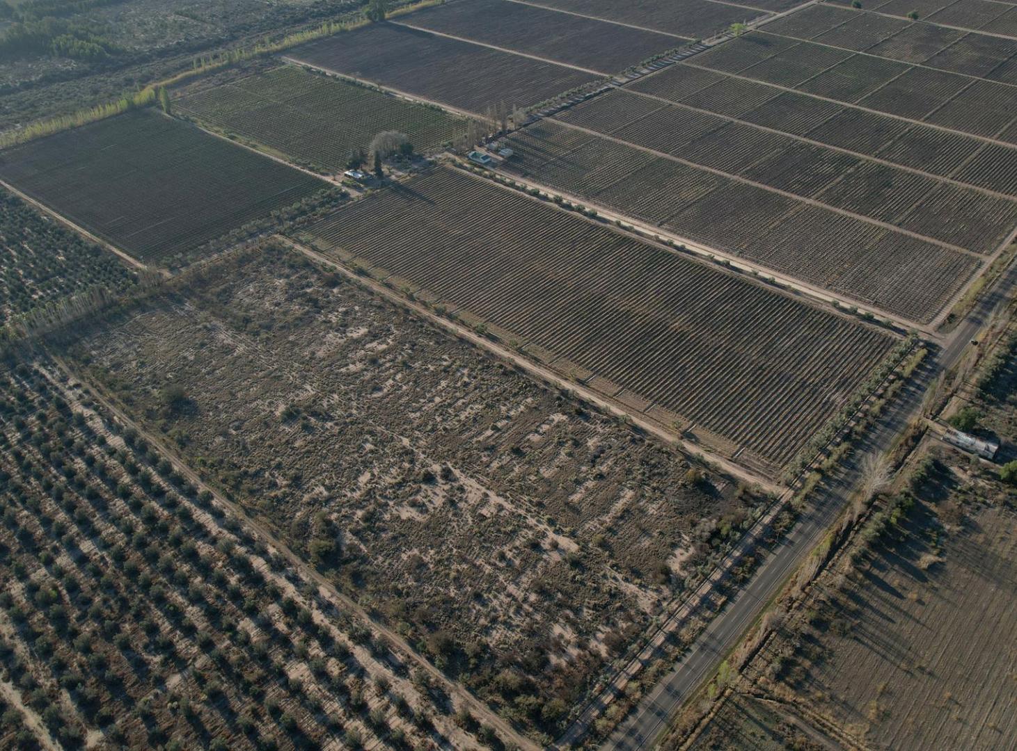 Foto de Finca vitivinícola en venta – La Libertad, Rivadavia, Mendoza, imagen 2
