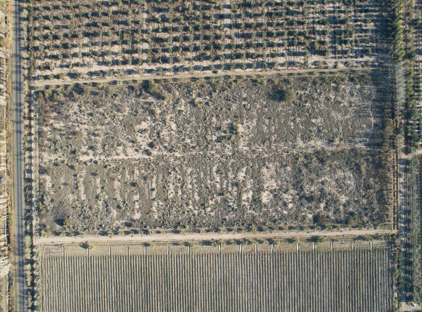 Foto de Finca vitivinícola en venta – La Libertad, Rivadavia, Mendoza, imagen 1