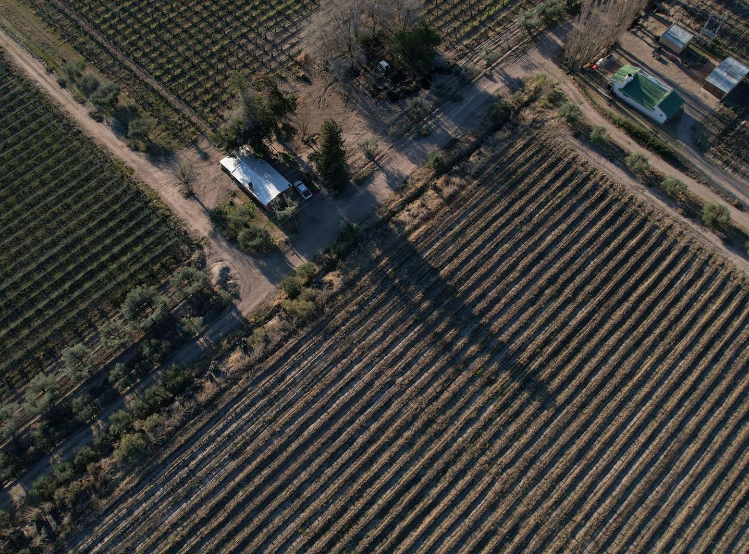 Foto de Finca vitivinícola en venta – La Libertad, Rivadavia, Mendoza, imagen 3