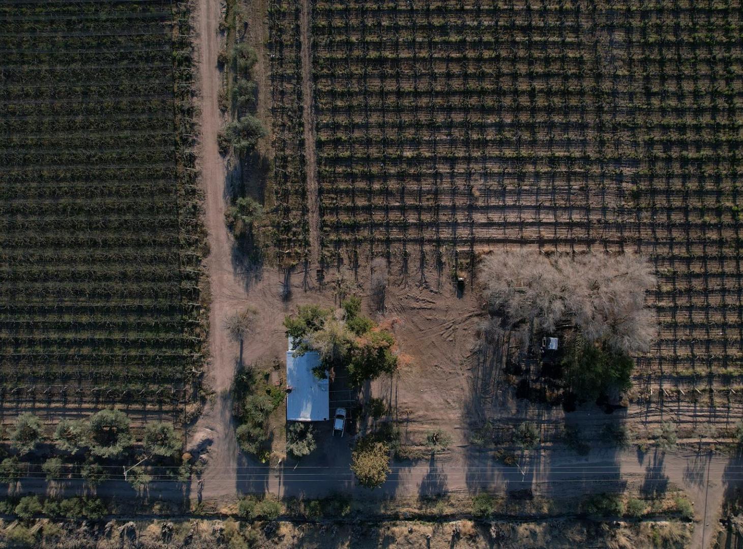 Foto de Finca vitivinícola en venta – La Libertad, Rivadavia, Mendoza, imagen 4