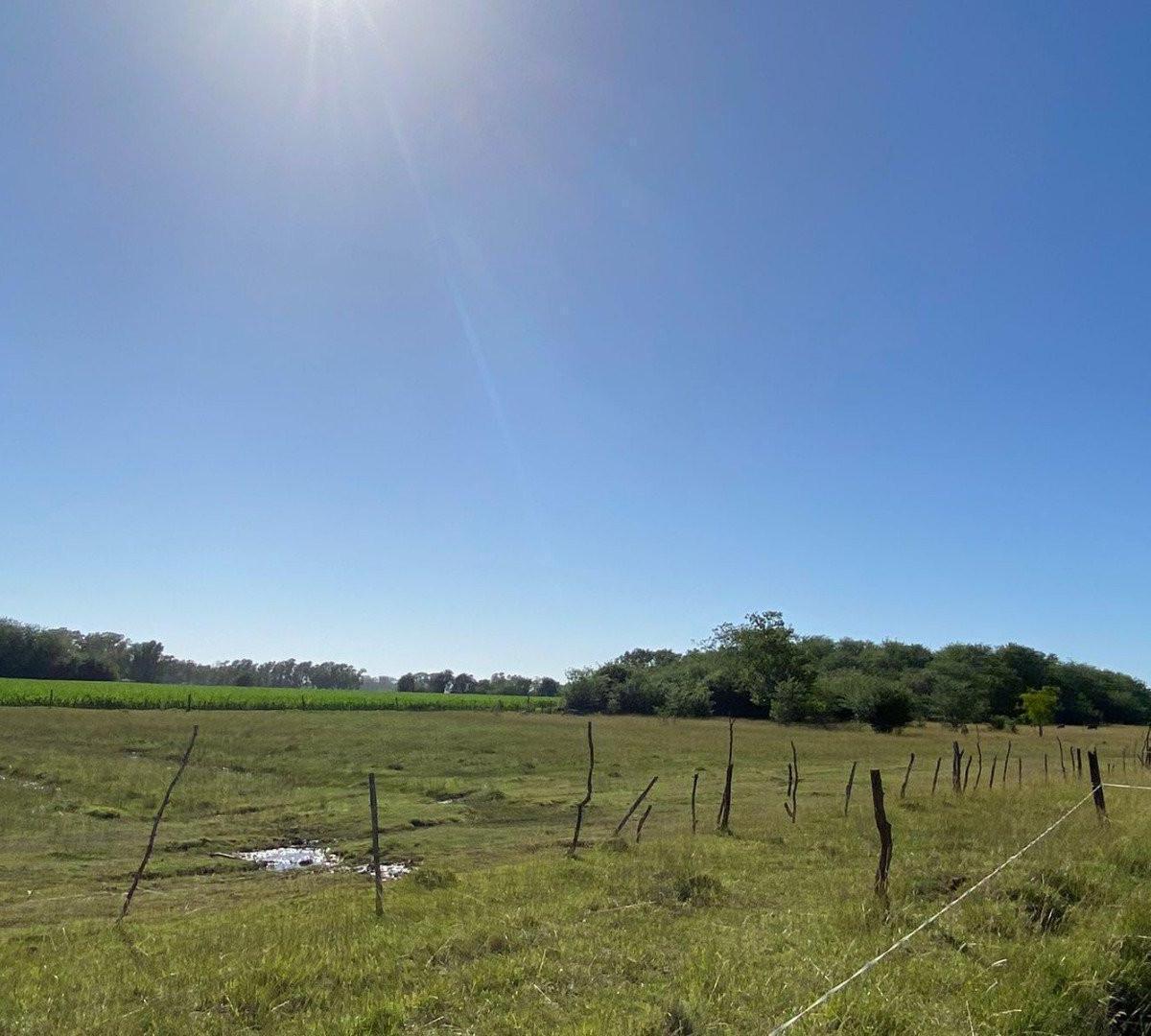 Venta de 11,6 hectareas en Tomas Jofre! Con Arboleda!