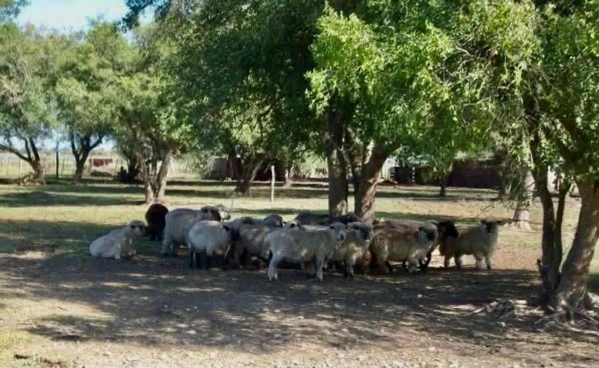 VENTA CAMPO CHACRA LOBOS ZAPIOLA 5
