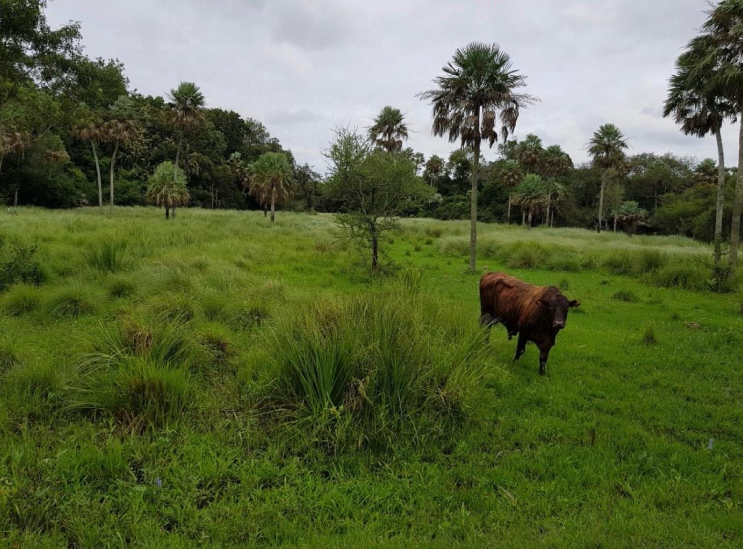 Foto de Campo - Pirane, imagen 4