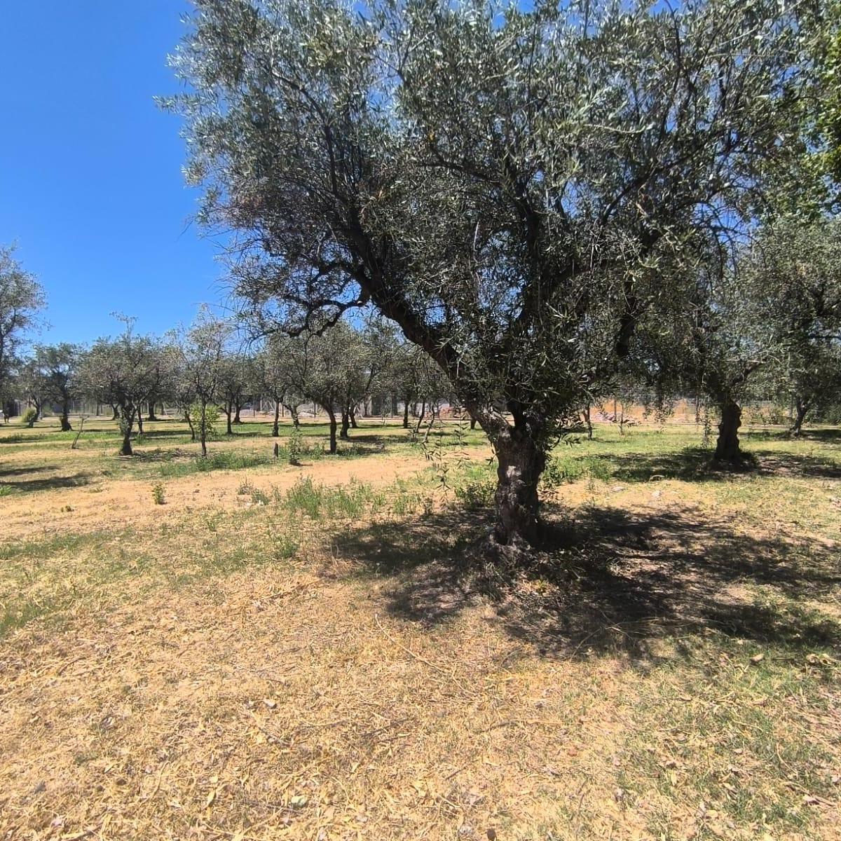 Lote en Venta Cerca de Vieytes, Maipú Mendoza 3