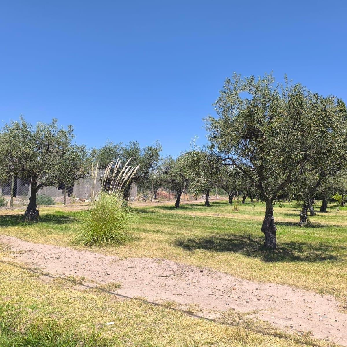 Lote en Venta Cerca de Vieytes, Maipú Mendoza 1