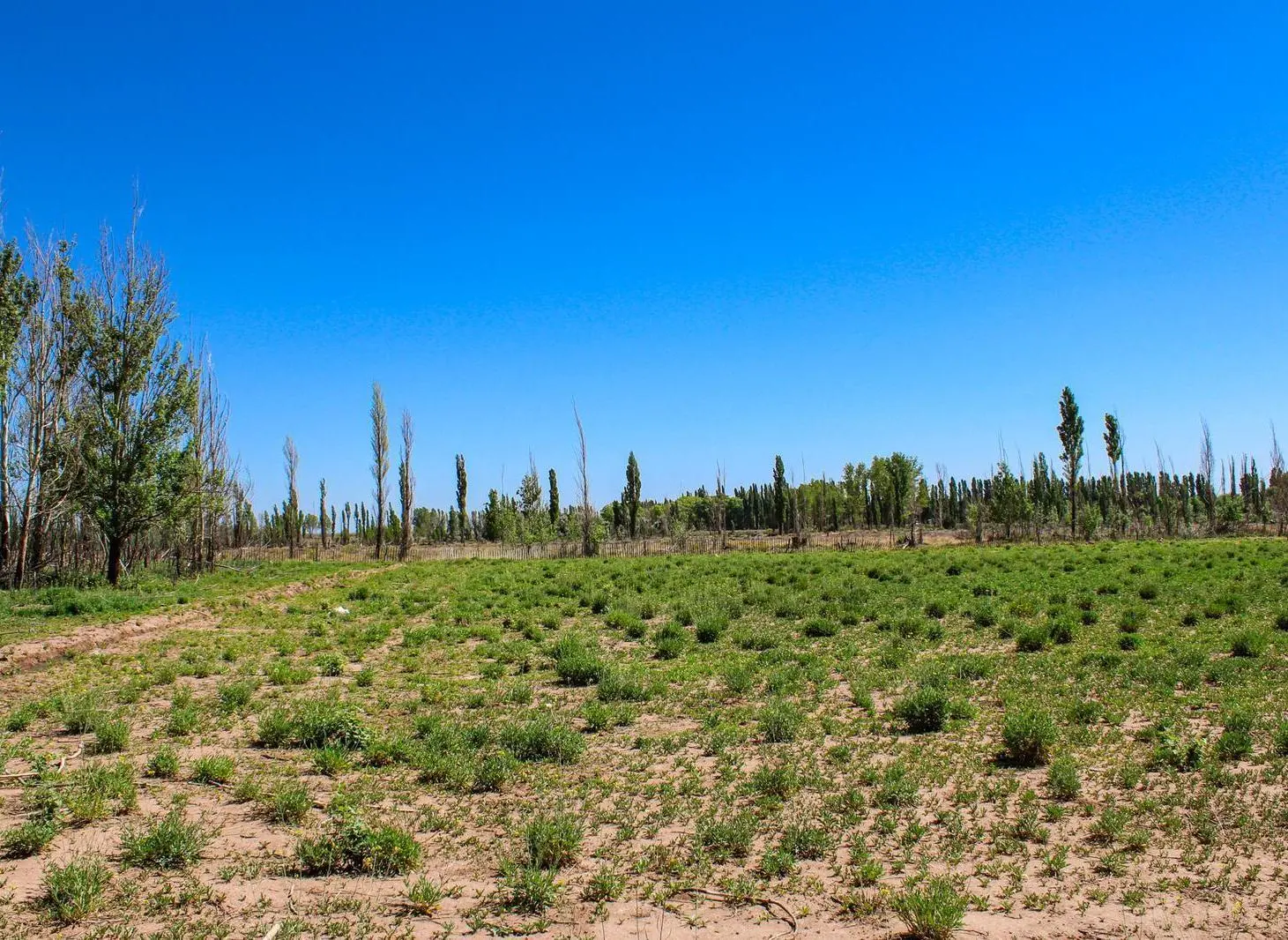 Terreno industrial 4 Ha con Pozo, Gas y Agua corriente en Malargue 4