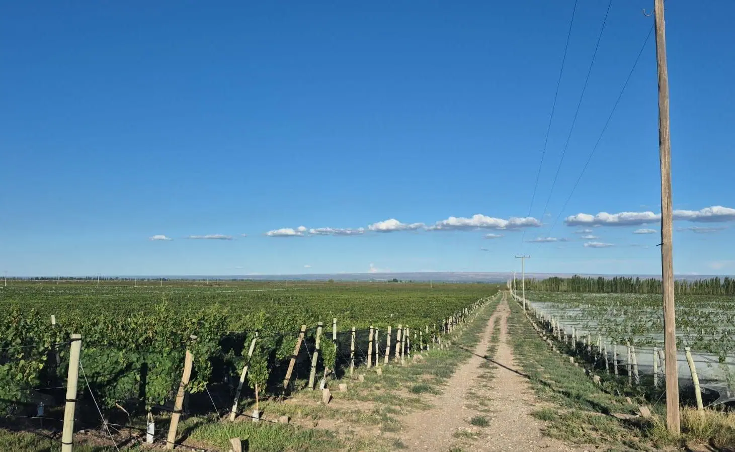 FINCA DE ALTURA VID 40 HA EN ALTAMIRA SAN CARLOS MEDOZA 3