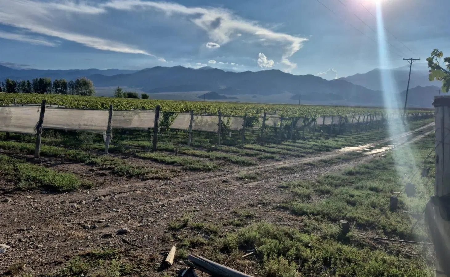 FINCA DE ALTURA VID 40 HA EN ALTAMIRA SAN CARLOS MEDOZA 2