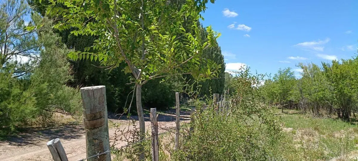 Chacra 2,69 ha con Escritura Ruta 17 Picún Leufú 5