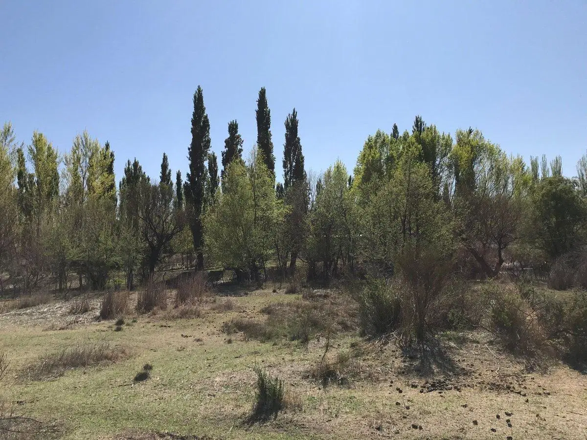 VENTA DE 7.8 HECTAREAS EN PLOTTIER 3
