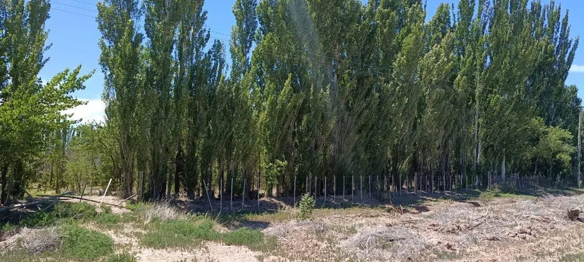 Chacra 2,69 ha con Escritura Ruta 17 Picún Leufú 2