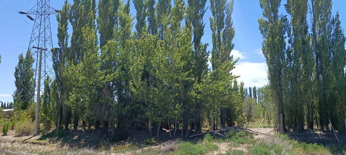Chacra 2,69 ha con Escritura Ruta 17 Picún Leufú