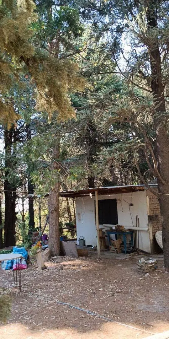 Lote 4870 m2,  muy arbolado y casa, Pza. Huincul 8