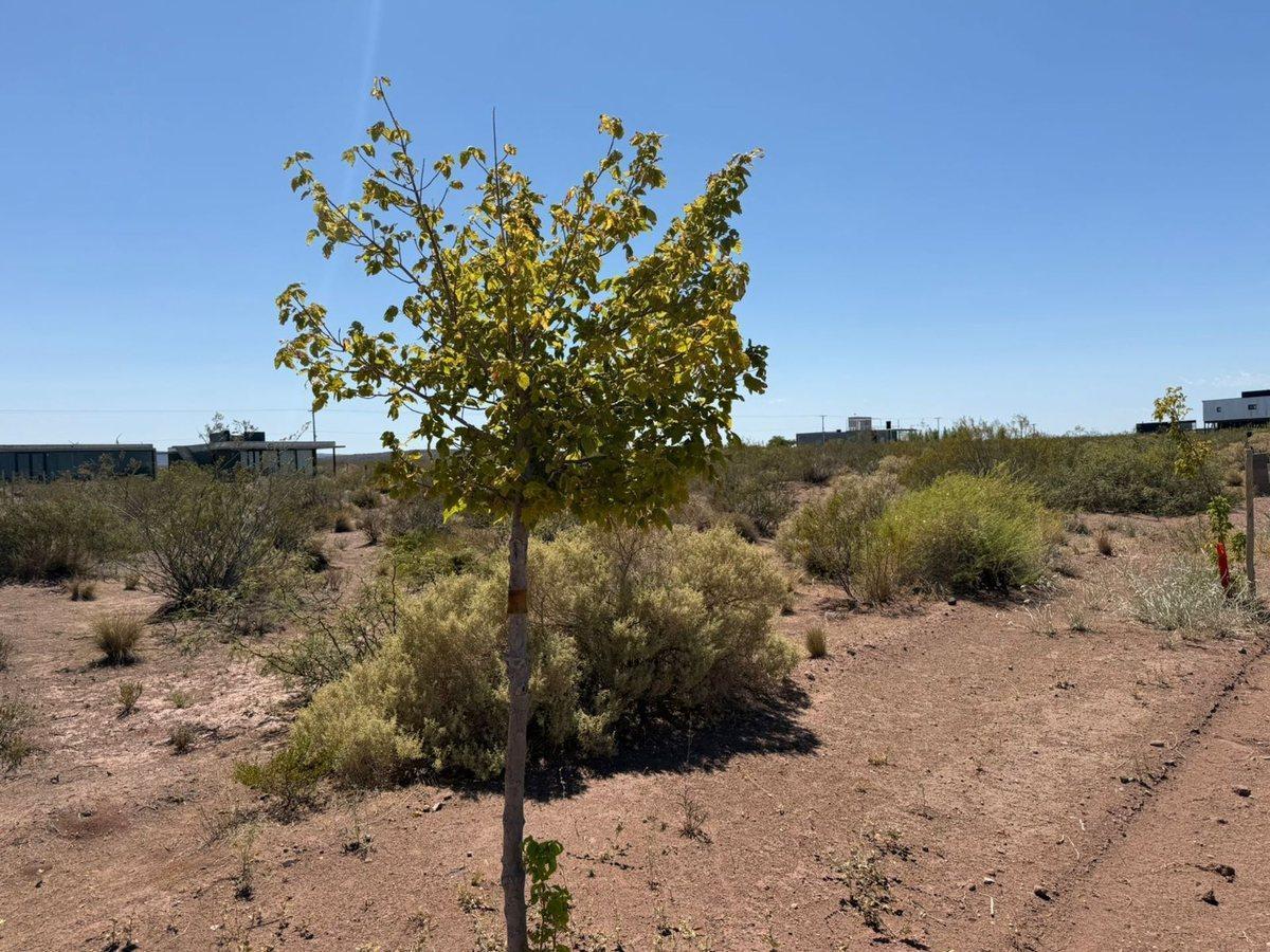 Foto de Lote en venta, Chocon Medio, etapa Cañadon, imagen 3