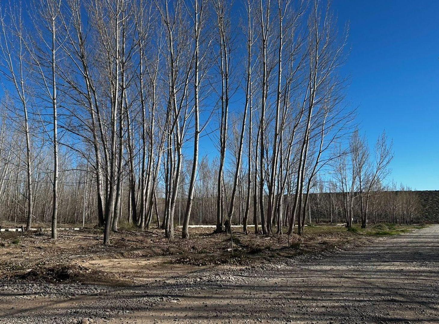 Foto de LOTE EN VENTA LA FORESTADA, AÑELO, NEUQUEN, imagen 1