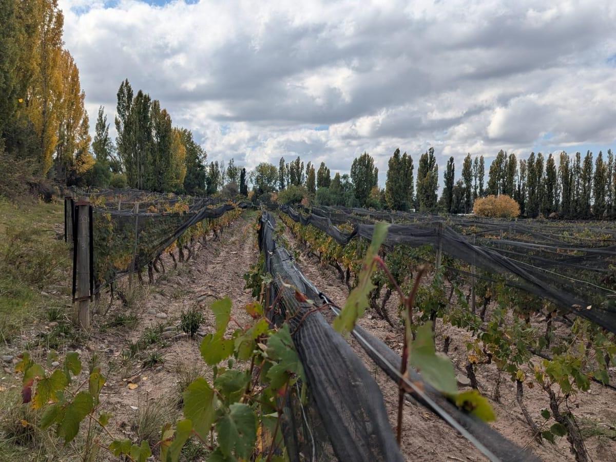 Finca Malbec en Las Compuertas, Lujan de Cuyo 1