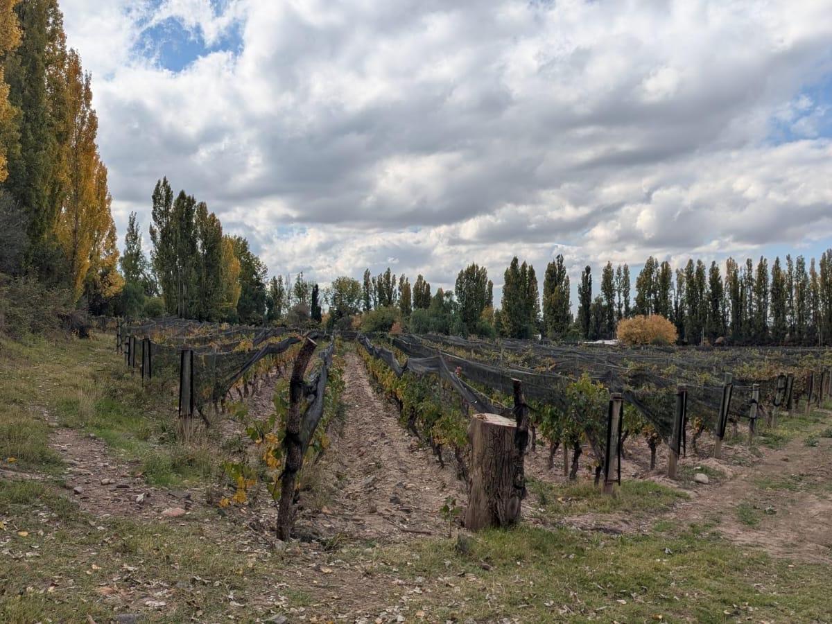 Finca Malbec en Las Compuertas, Lujan de Cuyo 4