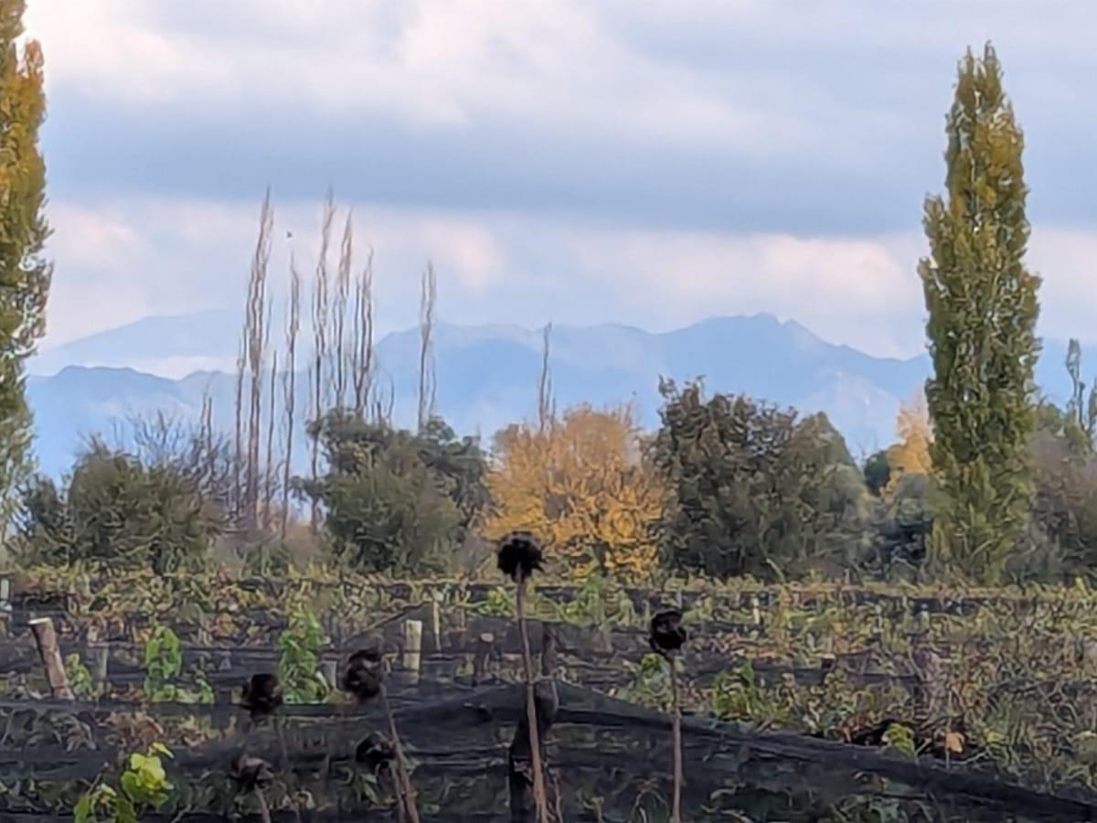 Finca Malbec en Las Compuertas, Lujan de Cuyo 2