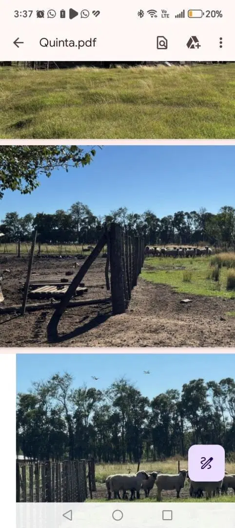 CAMPO EN CHIVILCOY 3