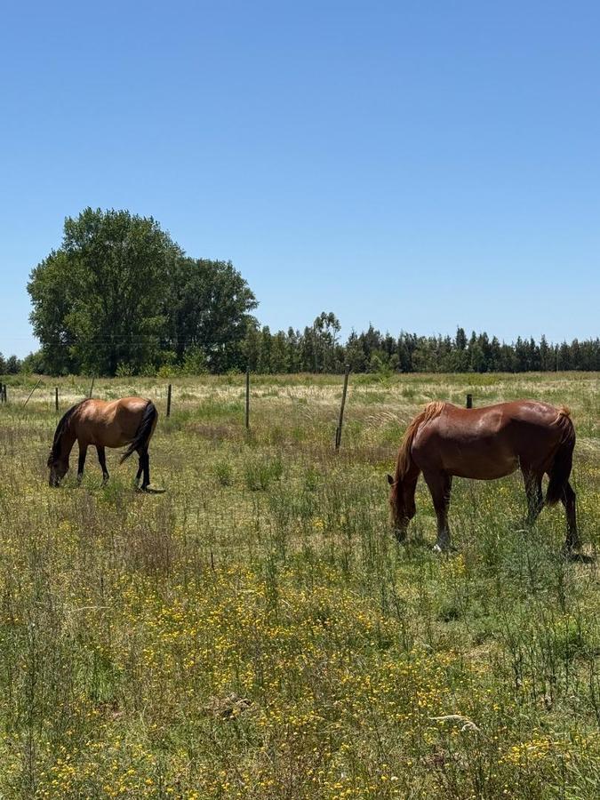 Foto de Venta Terreno / Lote Villa Espil 2000m2, imagen 3