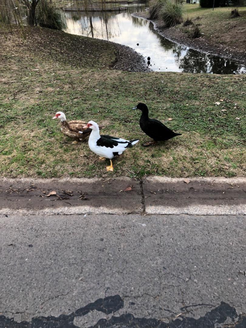 Foto de LOTE EN TERRAVISTA CON FONDO A LAGUNA SÚPER BIEN UBICADO, imagen 2
