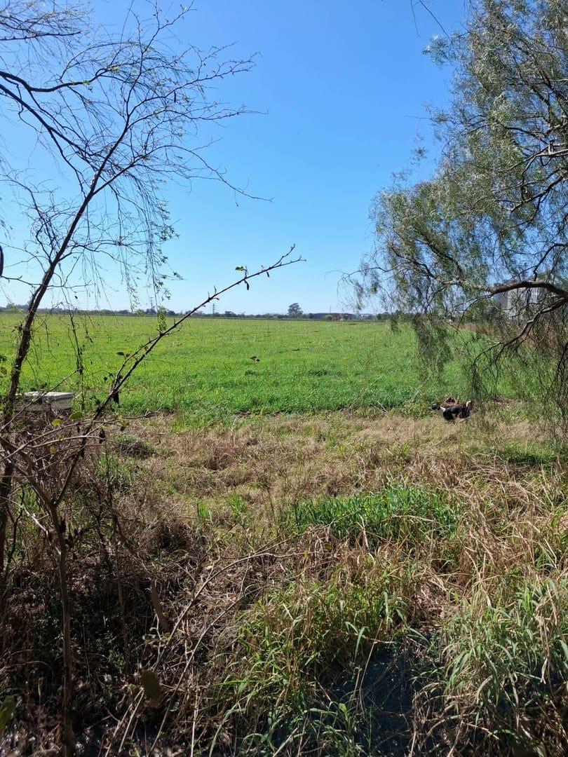 Foto de campos de 40.Ha -14.Ha- 9.Ha todos colindantes, imagen 3