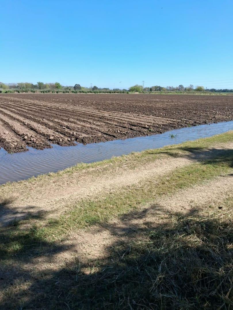 Foto de campos de 40.Ha -14.Ha- 9.Ha todos colindantes, imagen 4