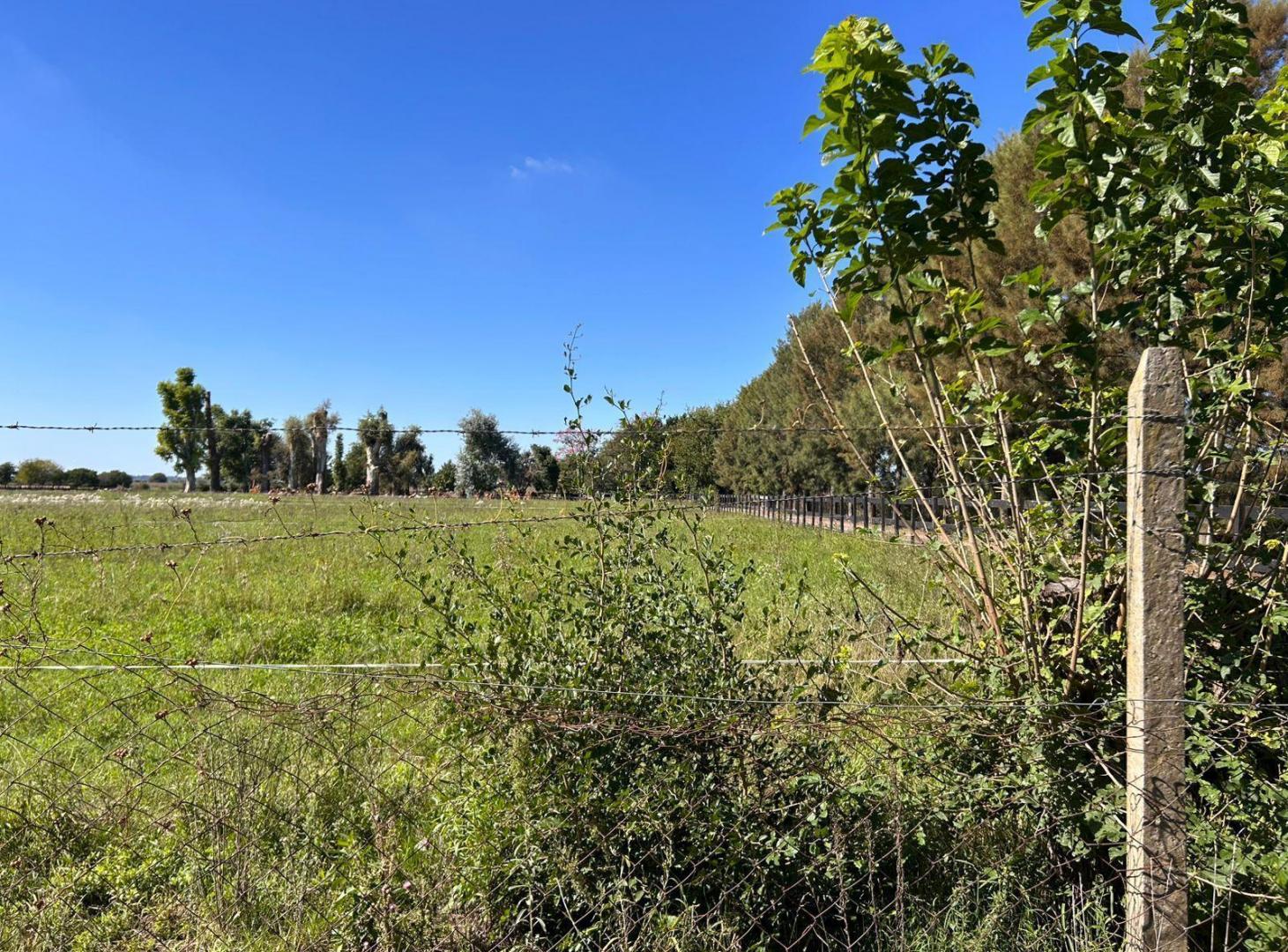 Foto de VENTA CAMPO 24 Ha. agropecuarias, APTO GRANJA, Emprendimiento o Cultivo, imagen 3