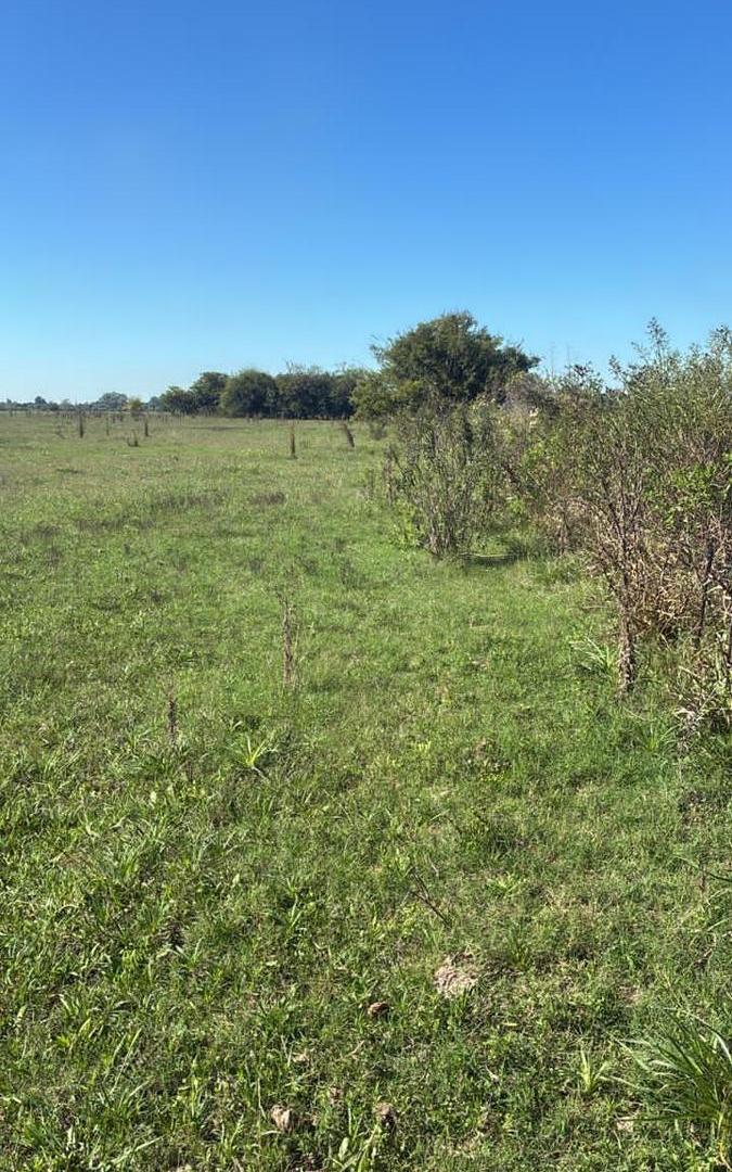 Foto de VENTA CAMPO 24 Ha. agropecuarias, APTO GRANJA, Emprendimiento o Cultivo, imagen 4