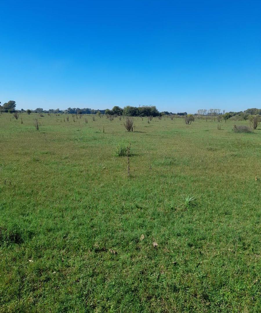 Foto de VENTA CAMPO 7 Ha. APTO DESARROLLADORES, con zonificacion residencial, imagen 5