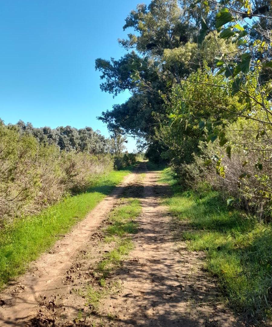 Foto de VENTA CAMPO 7 Ha. APTO DESARROLLADORES, con zonificacion residencial, imagen 2